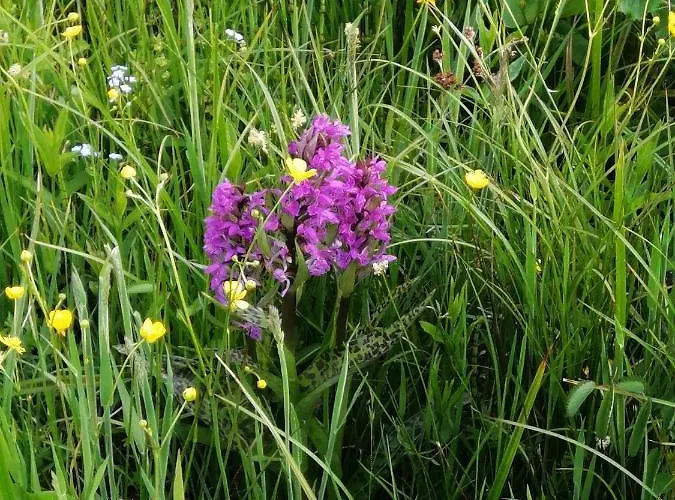 Apartman őrségi Lápréti *